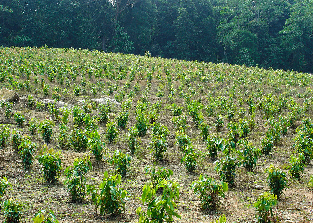 Cinnamon Cultivation